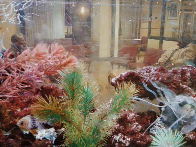 Stefania Schubeyr – Grid